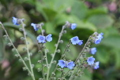 Paracaryum malabaricum